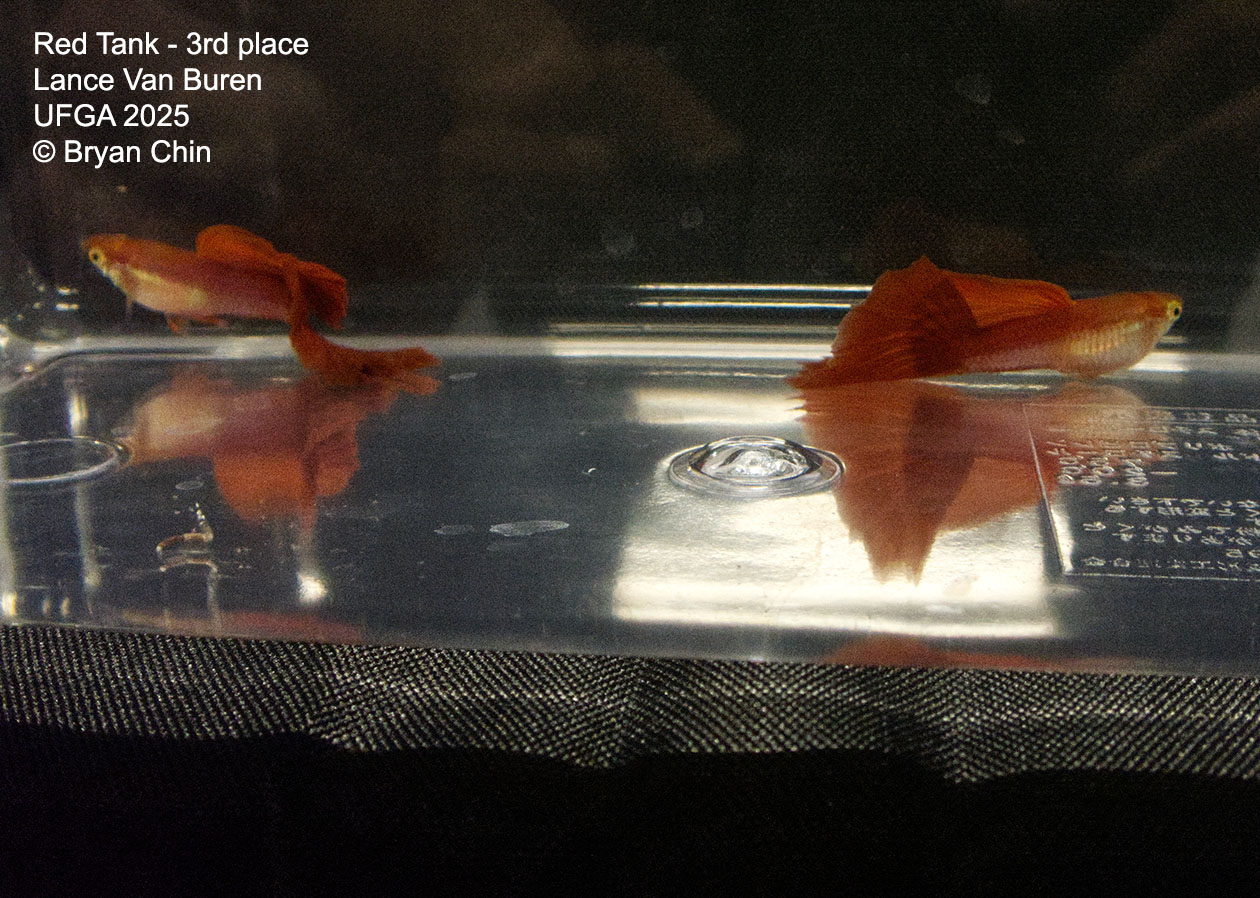 Guppy Red 